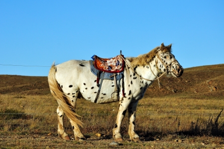 Lonely black dotted horse in a prairieの写真素材
