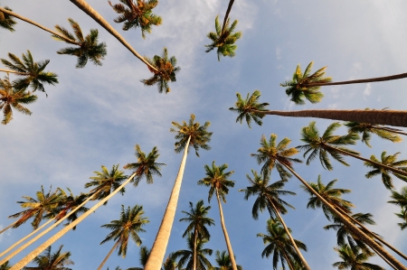 TROPICAL COCONUT TREES, WORM S EYE VIEWの写真素材