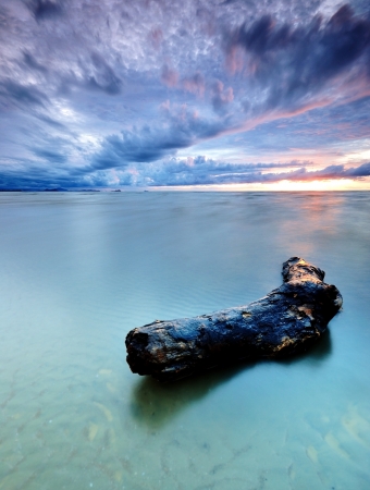 Drifted Wood at the beachの写真素材