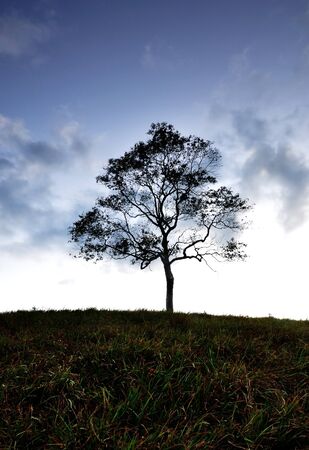 Lone Treeの写真素材