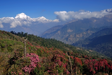 Annapurna Himalaya Region with Rhodondren, Spring Seasonの写真素材