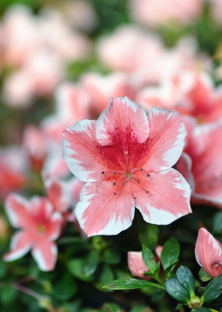 Blooming Pink Rhododendron  Azalea , close-up, selective focusの写真素材