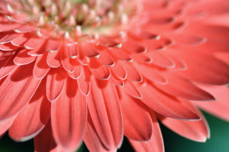 Selective focus of Daisy petals tips, defocused, shallow depth of fieldの写真素材