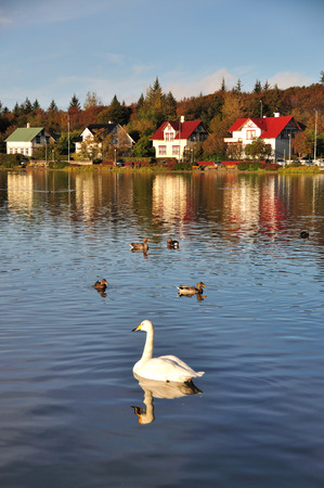 Swan and duck swimming at Reykjavik pond in Iceland の写真素材