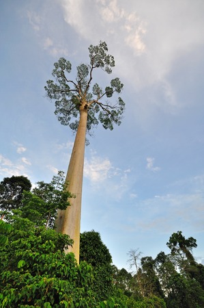 Shorea fagueteana or giant Mengaris tree in Sabah Borneo rainforest, Malaysiaの写真素材