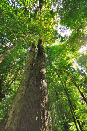 Borneo Jungle, Lahad datu Tabin Rainforestの写真素材