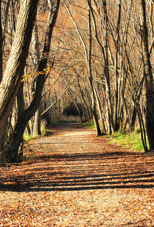 Quiet autumn alley and walk way in Arrow Town Queenstown の写真素材