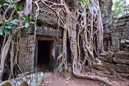 Ta Phrom temple ruins and tangled tree roots in Angkor, Siem Reap, Cambodiaの写真素材