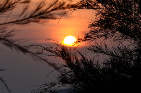 Silhouette of Pine tree during sunsetの写真素材