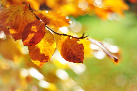 Soft focus back lit Autumn leaves with blurry backgroundの写真素材