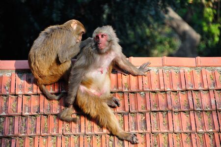 Two cute macaque monkey, picking lice in Swayambhunath, Kathmandu Nepal.の写真素材