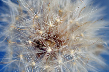 Dandelion with soft and selective focus of nature abstract background.の写真素材