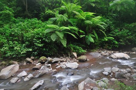 Ferns and flowing river at Madakaripura Waterfall in Bromo Tengger Semeru National Park East Java Indonesia.の写真素材