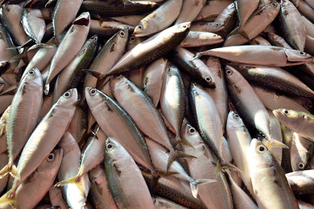 Mackerel fish on display for sale in a wet market Kota Kinabalu Sabah Malaysia.
