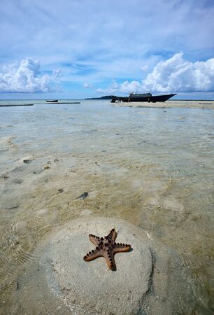 Starfish at the beach in Maiga Island, Sabah Borneo, Malaysia.の写真素材