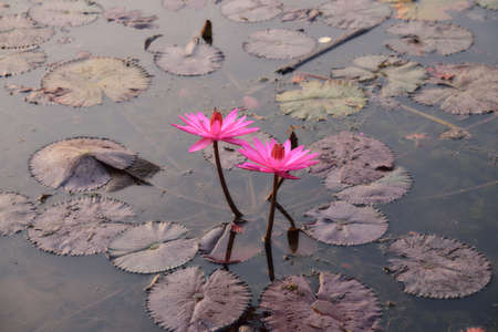 Pink water lily on a pondの写真素材