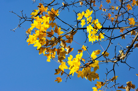 Autumn leaves against blue sky backgroundの写真素材