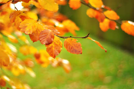 Selective focus and soft focus of Autumn leaves against blurry backgroundの写真素材