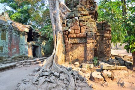 Ta Prohm Temple in Angkor Wat Siem reap Cambodia.の写真素材