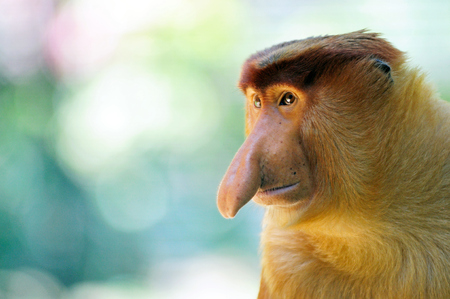 Male proboscis monkey in Sabah Borneo, Malaysia.の写真素材