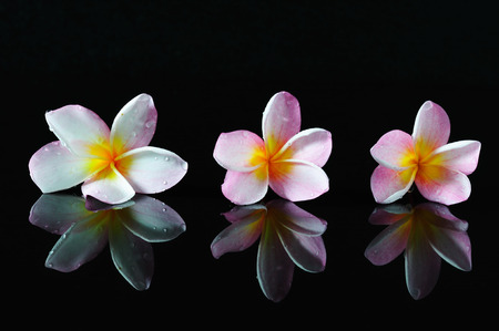 Spa, beauty and wellness concept - Frangipani flowers and reflection with dark background.の写真素材