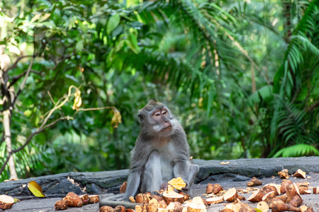 Long-tailed macaque eating time at Sacred Monkey Forest Sanctuary, Ubud, Bali, Indonesia.