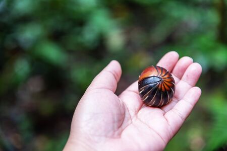 Hands holding Giant Pill Millipede scientific name Sphaerotheriida Zephroniidae found at Crocker Range National Park in Tambunan Sabah Borneo Malaysia.の写真素材