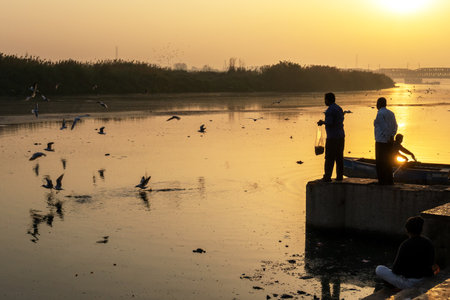 New Delhi, India - March 04, 2018: Man feeding Siberian gulls at Yamuna river. The Siberian gulls is...