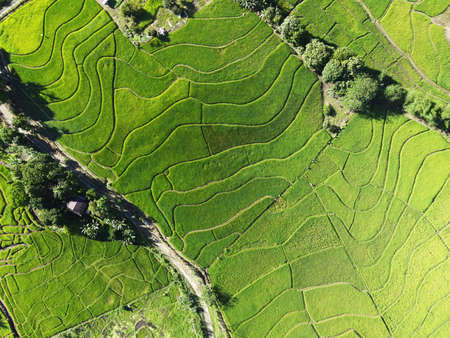 Directly view of a pattern of paddy field in Ranau, Sbah, Borneo, Malaysia - drone point of viewの写真素材