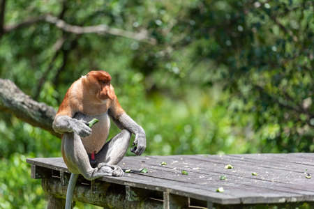 Male Proboscis monkey (Nasalis larvatus) or long-nosed monkeyの写真素材
