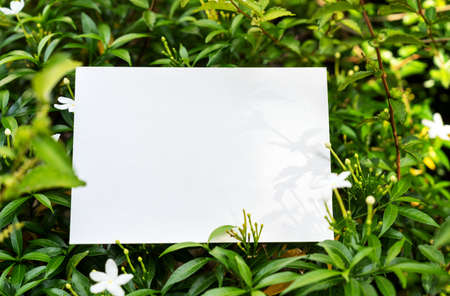 Light and shadow on piece of blank paper on top of green leaves with white Star Jasmine Flower