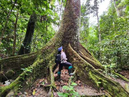 Rear view of woman looking up at the tall and big tree in the jungle of borneo in Tabin Wildlife...
