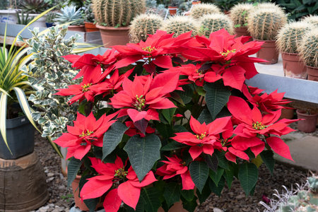 Close up of Beautiful Poinsettia flowersの写真素材