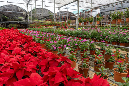 Flower nursery with poinsettia and other houseplantsの写真素材