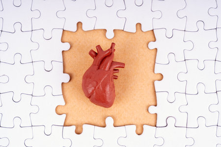 Internal Human Organ Heart Model and Jigsaw Puzzleの写真素材