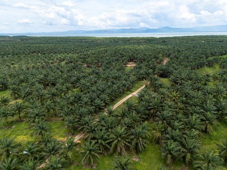 Aerial view of palm plantation in Kudat Sabah Borneoの写真素材