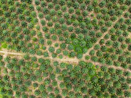 Aerial view of palm plantation in Kudat Sabah Borneoの写真素材
