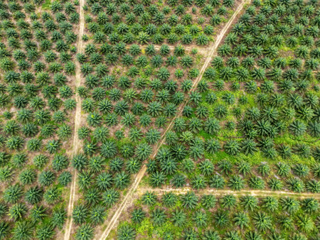 Aerial view of palm plantation in Kudat Sabah Borneoの写真素材