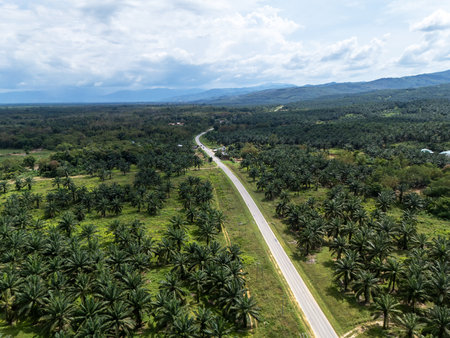 Aerial view of palm plantation in Kudat Sabah Borneoの写真素材