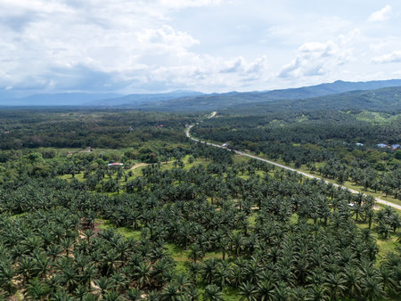 Aerial view of palm plantation in Kudat Sabah Borneoの写真素材