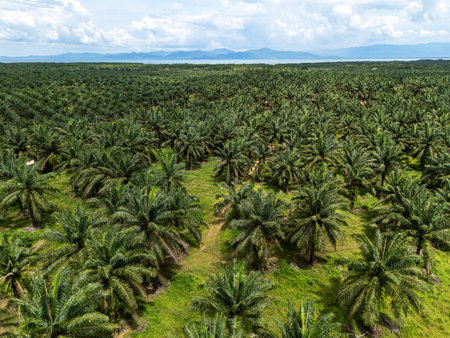 Aerial view of palm plantation in Kudat Sabah Borneoの写真素材