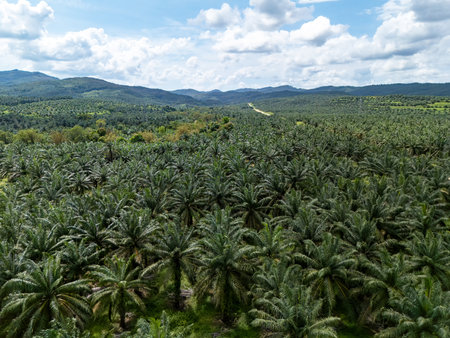 Aerial view of palm plantation in Kudat Sabah Borneoの写真素材