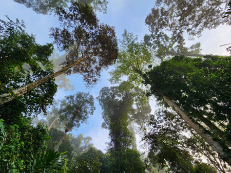 Low angle view of Foggy morning at Danum Valley rain forest in Lahad Datu Sabahの写真素材