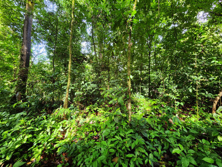 View of the jungle in Danum Valley Lahad Datu Sabahの写真素材