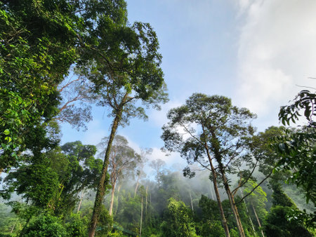 Foggy morning at Danum Valley rain forest in Lahad Datu Sabahの写真素材