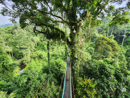 High angle view of tree top canopy suspension bridge in Danum Valley Tropical Rain forest Lahad Datu Sabahの写真素材