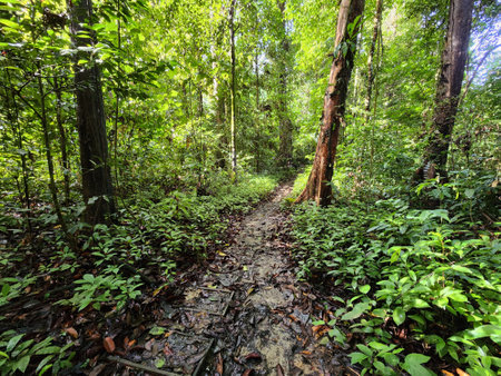 Jungle trail in Danum Valley Conservation Area Lahad Datu Sabah Malaysiaの写真素材