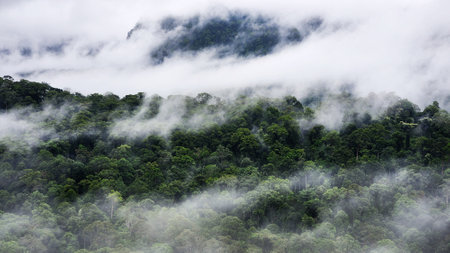 Danum Valley tropical rain forest Lahad Datu Sabahの写真素材