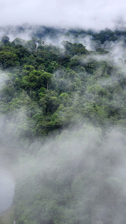 Foggy scenery in Danum Valley Lahad Datu Sabahの写真素材