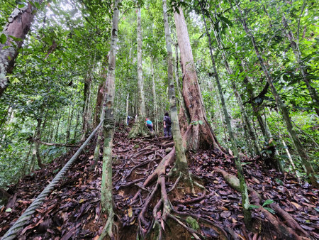 Hiking area in Danum Valley Conservation Area Lahad Datuの写真素材